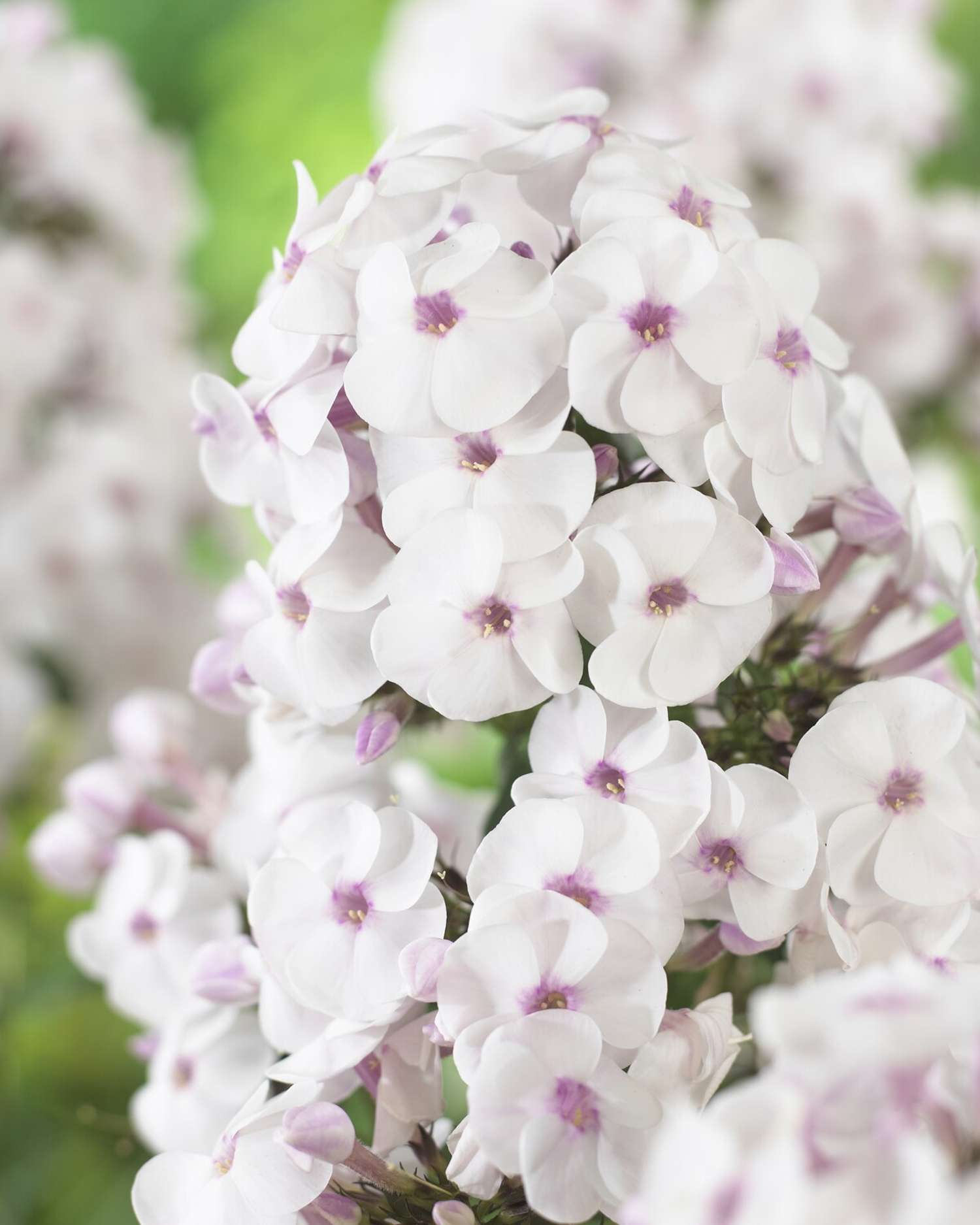 Flammenblume ‘Ice Cream’